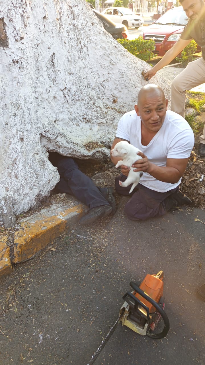 Bomberos de Ecatepec rescatan en San Cristóbal Centro a perrita y cuatro cachorros