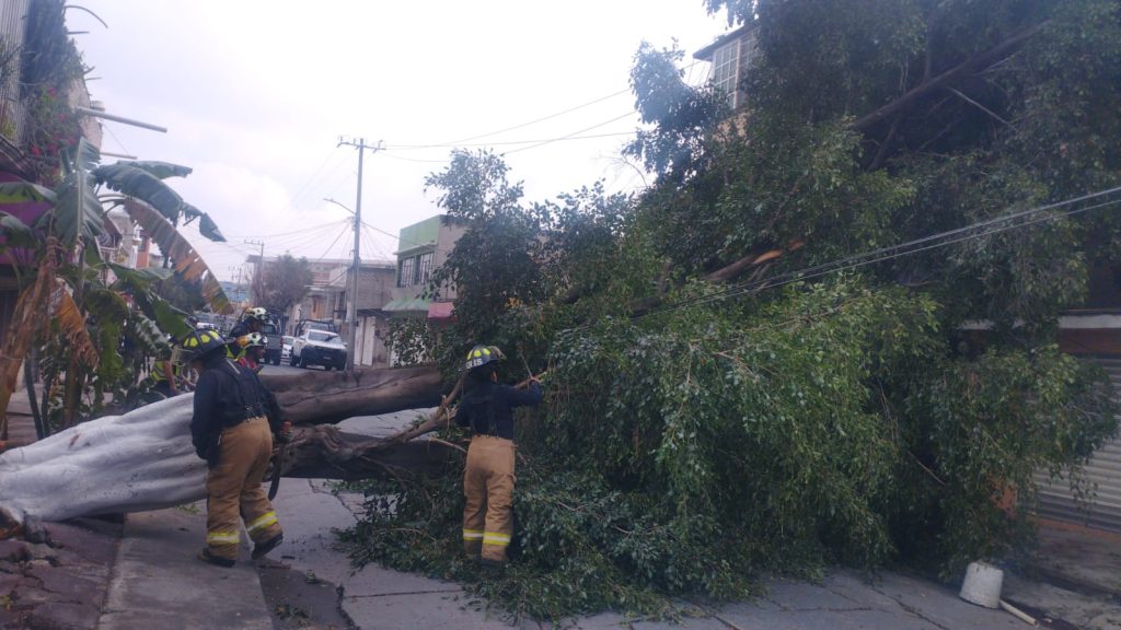 Bomberos de Ecatepec retiran árbol de 20 metros que cayó en Ciudad Azteca