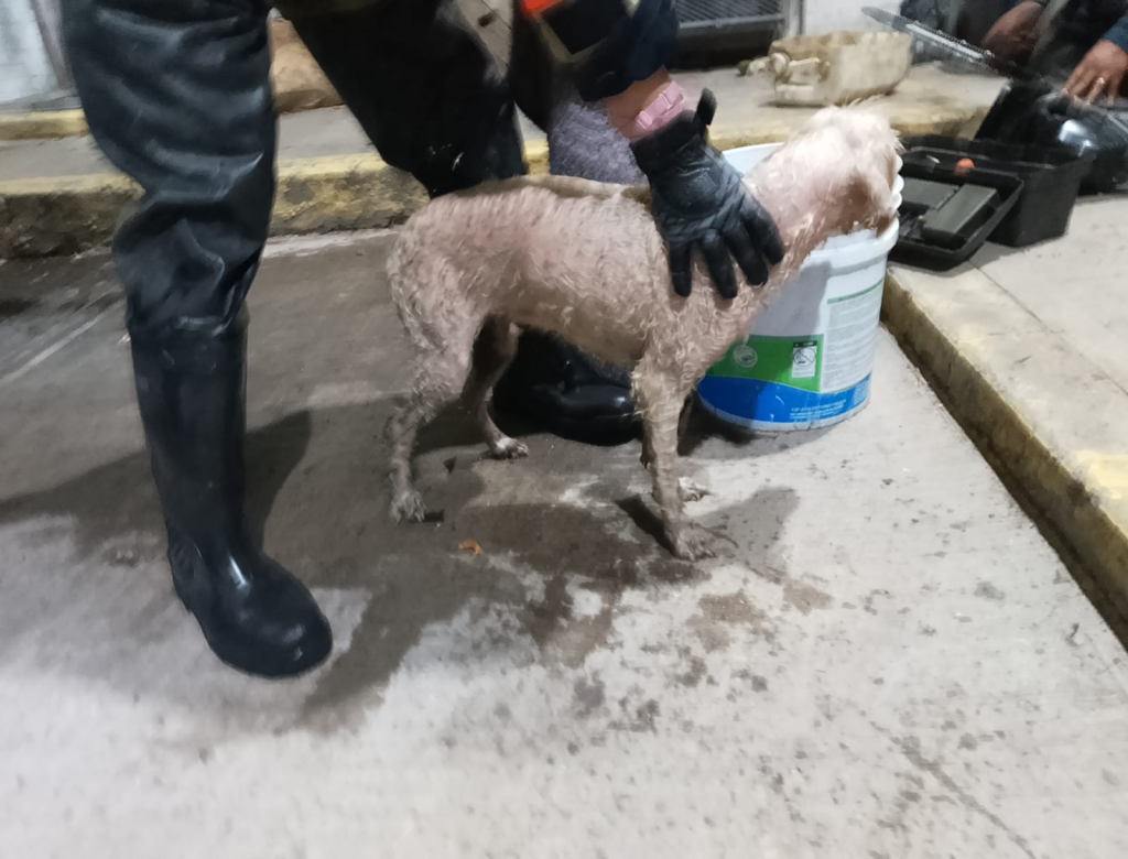 Bomberos de Ecatepec rescatan a perrita que cayó a canal de aguas negras