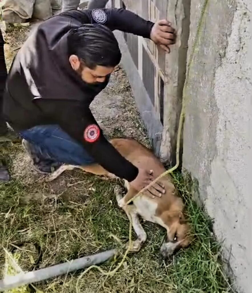Perrita atrapada entre dos bardas fue rescatada por elementos de Protección Civil de Ecatepec