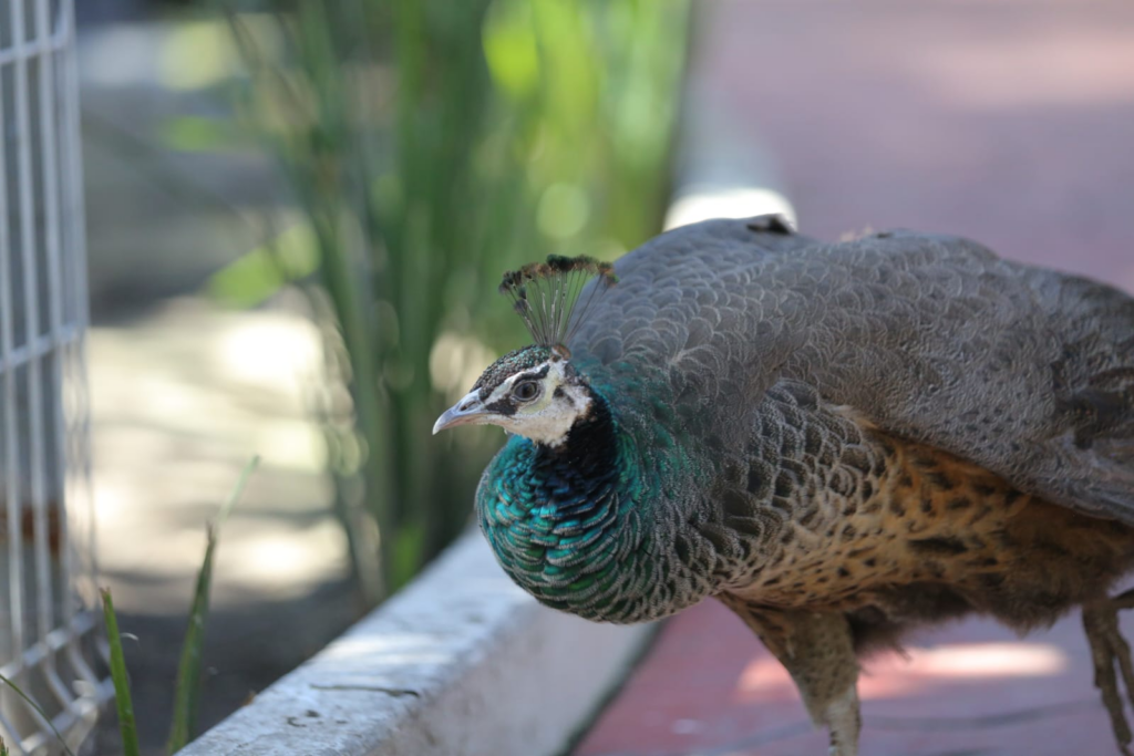 Miles visitan el Aviario de Ecatepec, totalmente gratuito
